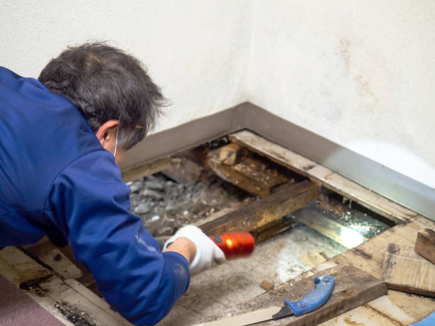 Best Affordable Mold Removal  in Ames, IA