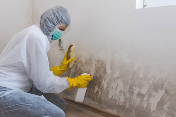 Best Home Mold Removal  in Ames, IA