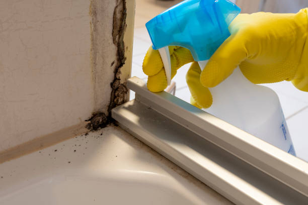 Best Mold Remediation Services  in Ames, IA