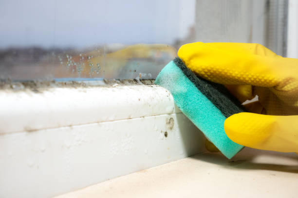 Best Fast Mold Removal  in Ames, IA