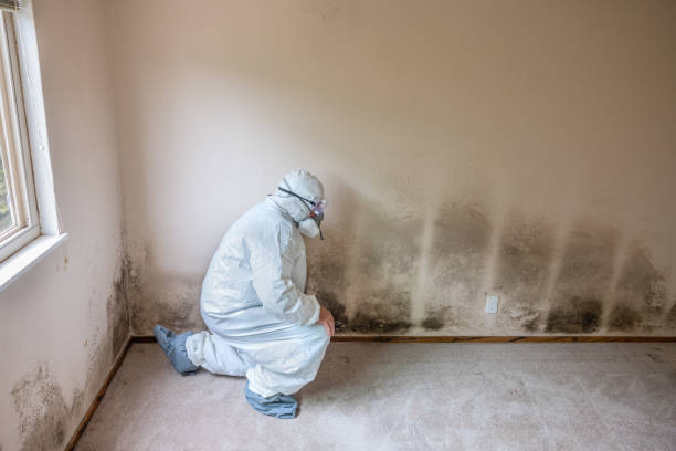 Crawl Space Mold Removal in Ames, IA
