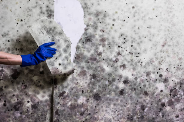 Best Toxic Mold Removal  in Ames, IA