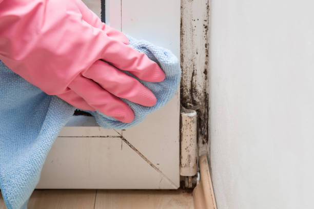 Best Mold Removal Specialists  in Ames, IA