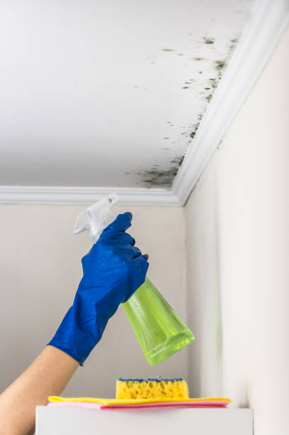 Best Fast Mold Removal  in Ames, IA