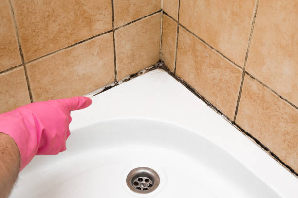 Best Residential Mold Removal  in Ames, IA