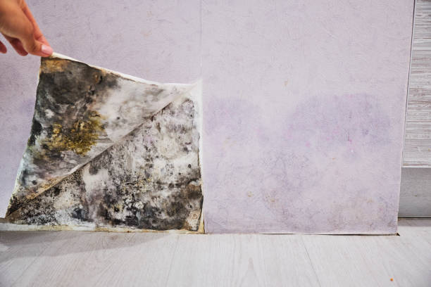 Best Toxic Mold Removal  in Ames, IA